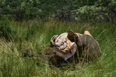 Güney Afrika 'daki Pilanesberg Ulusal Parkı' nda ölü bir kaçak gergedan.