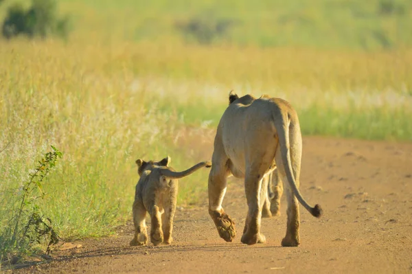 Oroszlán Anya Aranyos Kölykök Séta Büszkeség Kruger Nemzeti Park Dél — Stock Fotó