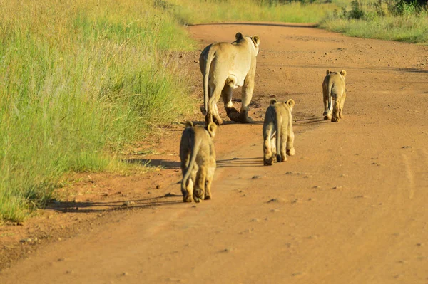 Dişi Aslan Şirin Yavrular Güney Afrika Daki Kruger Ulusal Parkı — Stok fotoğraf