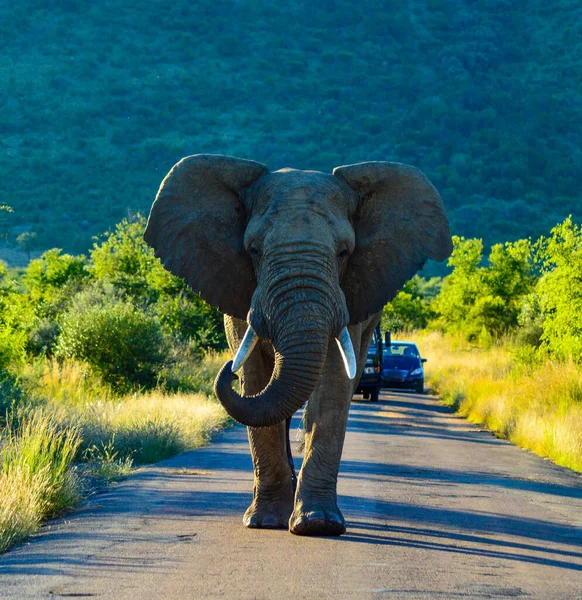 Solitario Elefante Africano Agresivo Loxodonta Africana Bloqueando Camino Una Reserva — Foto de Stock