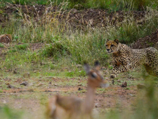 Cheetah Relajarse Acecho Parque Nacional Pilanesberg Sudáfrica — Foto de Stock