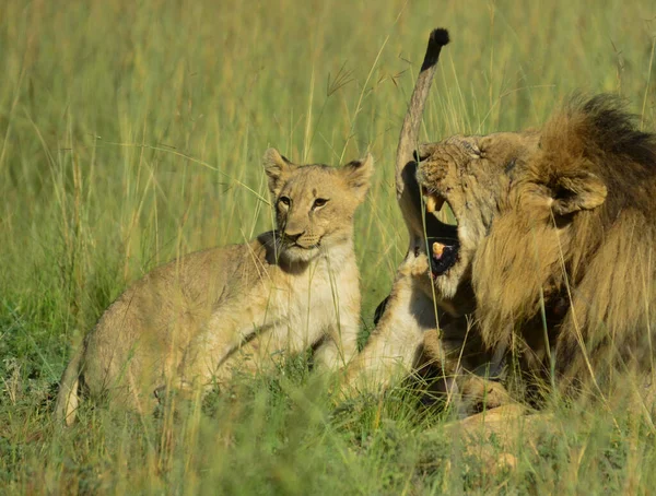 León Marrón Africano Cachorros Abrazando Mostrando Afecto Iin Una Reserva — Foto de Stock