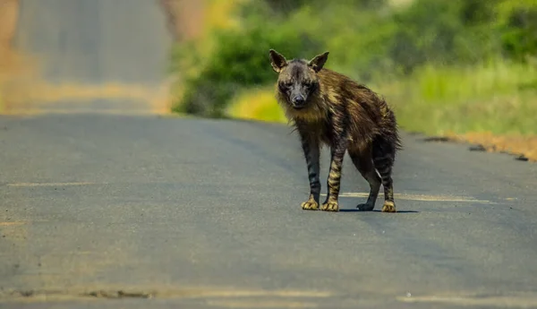 Closeup Retrato Esquiva Peligro Extinción Brown Hyena Hyaena Brunnea Parque — Foto de Stock
