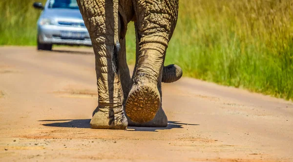 Słoń Afrykański Loxodonta Africana Szczegóły Stóp Paznokcie Nóg — Zdjęcie stockowe