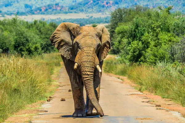 Enorme Mostaza Elefante Africano Loxodonta Africana Bloqueo Carreteras Una Reserva — Foto de Stock