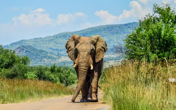 Enorme Mostaza Elefante Africano Loxodonta Africana Bloqueo Carreteras Parque Nacional — Foto de Stock