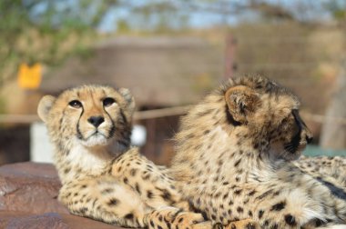 Güney Afrika 'da bir safaride çekilmiş genç, şirin bir çita portresi.