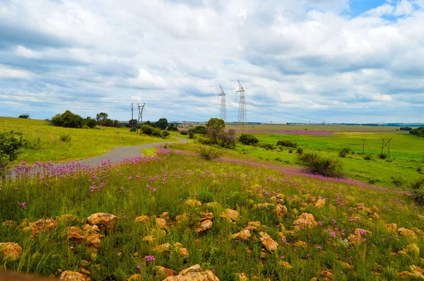 Beautiful Rietvlei nature reserve near Pretoria and Centurion lined with purple pompom weed root system