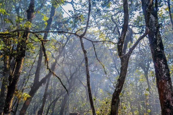 Forêt Tropicale Verte Forêt Feuillus Afrique Sud — Photo
