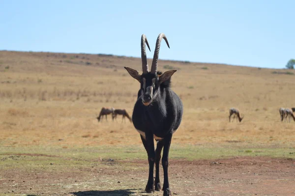 Portrait Une Jolie Antilope Sable Dans Une Réserve Gibier Afrique — Photo