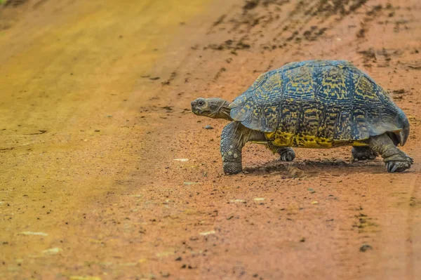 Söt Liten Leopard Sköldpadda Kryper Grusväg Ett Viltreservat Afrika — Stockfoto