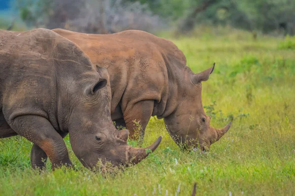 Lindo Macho Blanco Rhino Parque Nacional Kruger — Foto de Stock