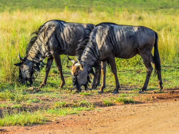 Portret Van Een Gnoe Blauwe Gnoe Taurinus Connochaetes Een Veel — Stockfoto