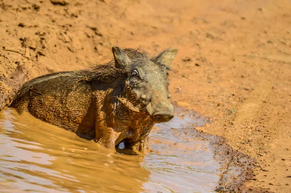 Jeune Phacochère Ayant Lot Boue Dans Trou Eau Dans Parc — Photo