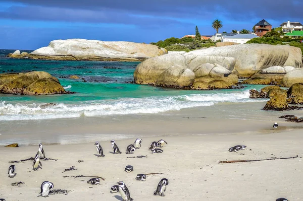 Colonia Pinguini Africani Sulla Spiaggia Del Masso Nella Città Simon — Foto Stock