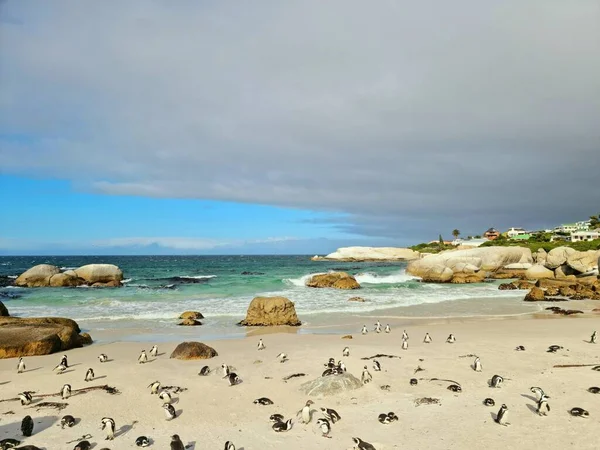 Cape Africaine Colonie Pingouins Plage Rochers Dans Ville Simon Cape — Photo