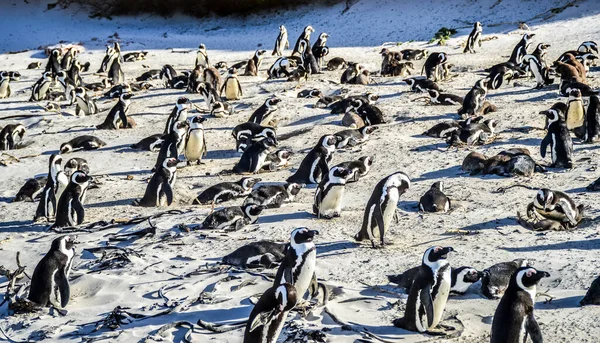 Colônia Pinguins Cabo Africano Praia Boulder Cidade Simon — Fotografia de Stock