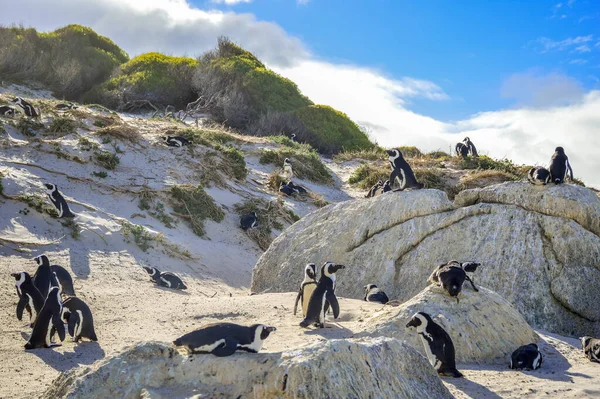 Colonia Pinguini Africani Sulla Spiaggia Del Masso Nella Città Simon — Foto Stock