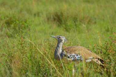 Kori Bustard (Ardeotis Kori) Pilanesberg Ulusal Parkı 'ndaki çalılıklarda