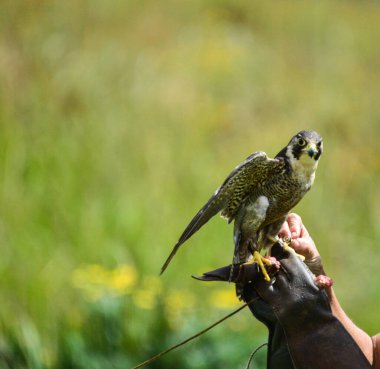 Falconer ördek şahini ya da Pregerine şahini tutuyor. Güney Afrika 'daki en hızlı kuş.