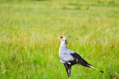 Sekreter kuş ya da Sekreter kuş Güney Afrika 'da yaygın olarak bulunan yılanları yiyen bir karasal kuş.