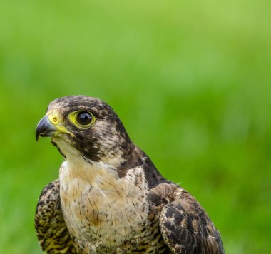 İzole edilmiş Peregrine Şahini (Falco peregrinus) ya da yere tünemiş ördek şahini - dünyanın en hızlı yırtıcı kuşudur.