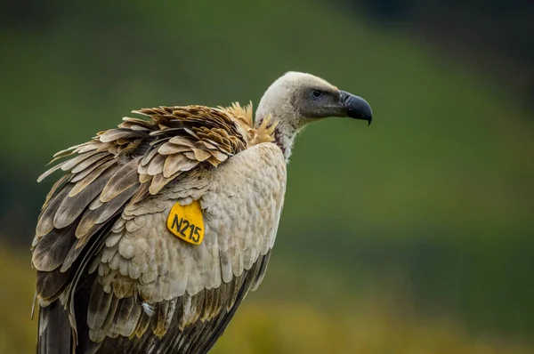 Retrato Abutre Capa Marcado Griffon Capa Também Conhecido Como Kolbe — Fotografia de Stock