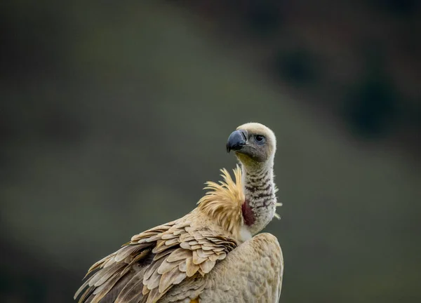 Κάππαρη Γύπα Του Ακρωτηρίου Griffon Πορτρέτο Της Κεφαλής Του Ασπροπάρη — Φωτογραφία Αρχείου