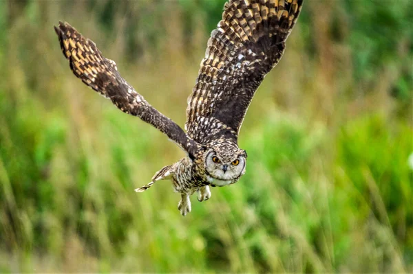 Cape Eagle Owl Bubo Capensis Ave Rapaz Nocturna Vuelo Naturaleza — Foto de Stock