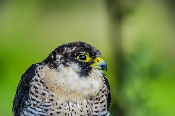 Closeup Headshot Peregrine Falcon Duck Hawk Which Fastest Bird Planet — Stock Photo, Image