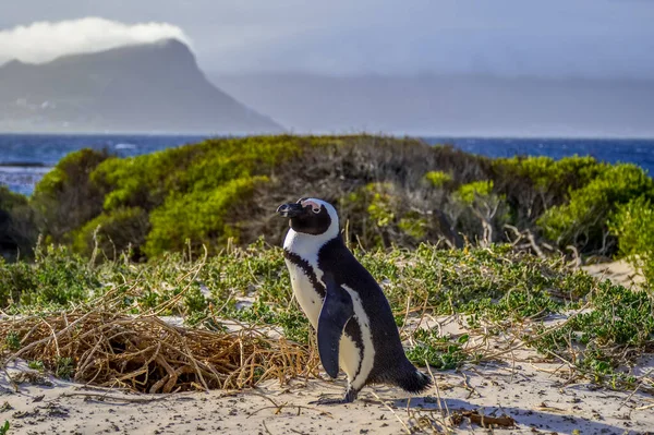 Afrikansk Cape Pingvin Isolerad Vit Sand Stenblock Strand Cape Stad — Stockfoto