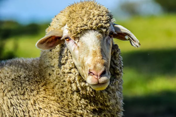 Merino Sheep Portrait Field — Stock Photo, Image