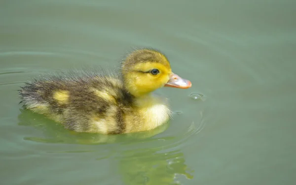 Lindo Patito Adorable Mallard Estanque Una Granja Sudáfrica — Foto de Stock