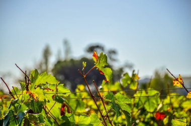 Güney Afrika 'nın Stellenbosch Cape kasabasında üzüm bağı ve şarap tarlası.