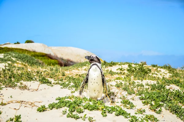 Afrikansk Cape Pingvin Isolerad Vit Sand Stenblock Strand Cape Stad — Stockfoto