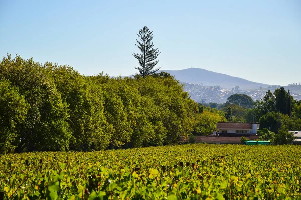 Pinotage Druva Vingård Och Vinplantage Stellenbosch Cape Town Sydafrika — Stockfoto