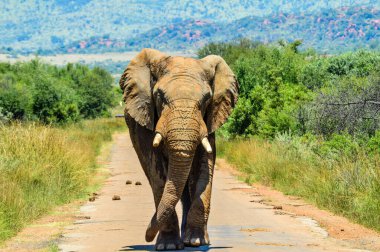Güney Afrika 'nın doğal koruma alanındaki devasa Afrika fili (Loxodonta Africana) yol barikatı