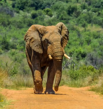 Güney Afrika 'nın doğal koruma alanındaki devasa Afrika fili (Loxodonta Africana) yol barikatı