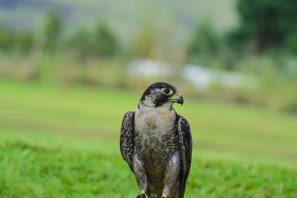 孤立したペレグリン鷹 Falco Peregrinus またはアヒルの鷹が地面に倒れる それは地球上で最も速いラプトル鳥です — ストック写真