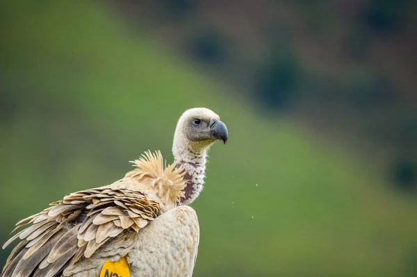 Kapgeier Oder Kapgänsegeier Kopfporträt Drakensberg Südafrika — Stockfoto