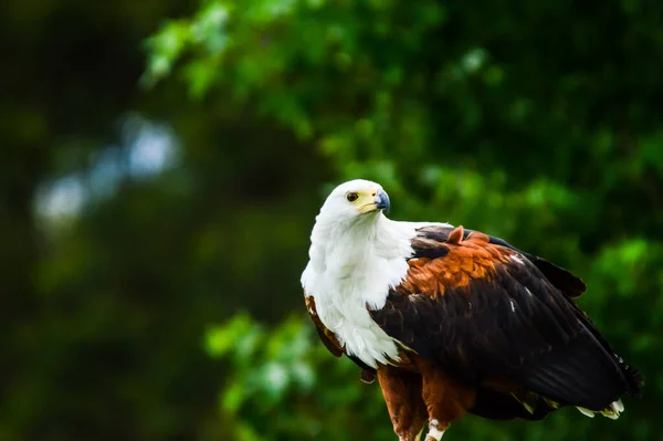 African fish eagle - a large bird of prey known as haliaeetus vocifer perched on a tree in the wild South Africa