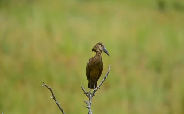 Hamerkop Hammerkop Scopus Umbretta Ave Zancuda Color Marrón —  Fotos de Stock