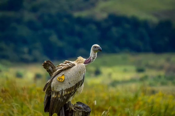 Retrato Abutre Capa Marcado Griffon Capa Também Conhecido Como Kolbe — Fotografia de Stock