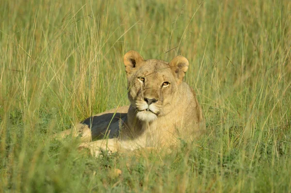 Eine Braune Löwin Wartet Pilanesberg Nationalpark Südafrika Auf Ihren Stolz — Stockfoto