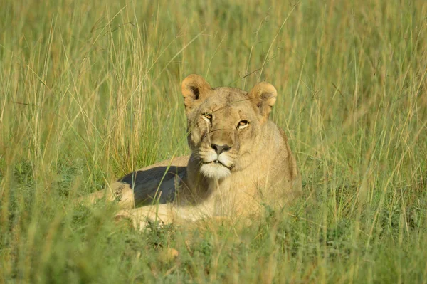 Una Leona Marrón Esperando Orgullo Parque Nacional Pilanesberg Sudáfrica — Foto de Stock