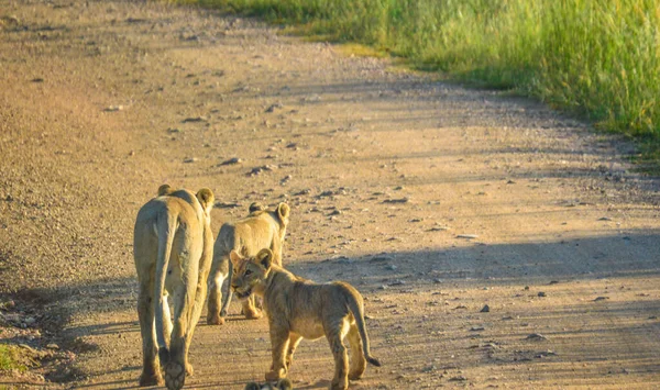 Leeuwin Moeder Schattige Welpen Wandelen Naar Trots Kruger Nationaal Park — Stockfoto