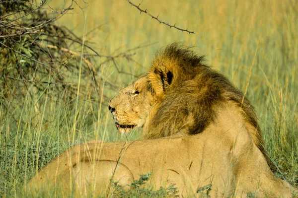 Lion Africain Attente Fierté Dans Réserve Gibier Pilanesberg Afrique Sud — Photo