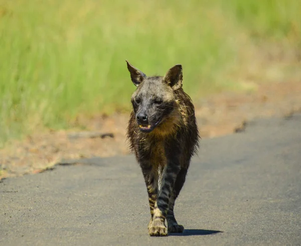 Retrato Una Vieja Hiena Marrón Solitaria Hyaena Brunnea Kruger Durante — Foto de Stock