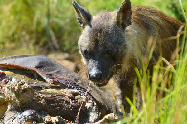 Brown Hyena Hyaena Brunnea Alimentándose Cadáver Rinoceronte Parque Nacional Pilanesberg — Foto de Stock