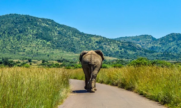 Persiguiendo Elefante Musth Africano Parque Nacional Pilanesberg Bajo Cielo Azul — Foto de Stock